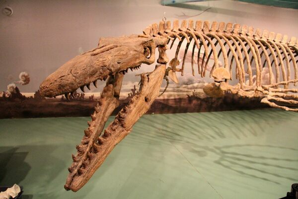 	Bruce, the giant mosasaur at the Canadian Fossil Discovery Centre.  Photo credit: Robyn Hanson